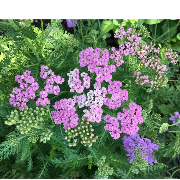 Yarrow Love Parade (Achillea sibirica) - 25 seeds