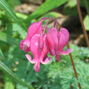 Fringed Bleeding Heart (Dicentra Eximia) - 20 seeds