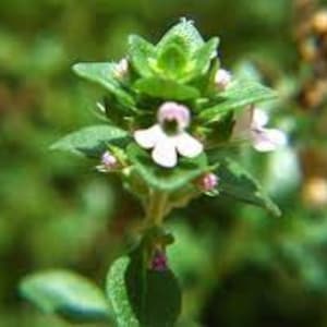 May include: Close-up of a thyme plant with small, light green leaves and tiny, delicate white and pink flowers. The plant is in focus against a blurred green background, showcasing its natural details.