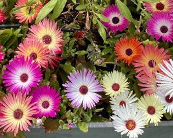 Ice Plant Vibrance Mix (Mesembryanthemem criniflorum) - 100 seeds