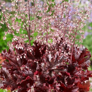 Heuchera (Heuchera Micrantha Melting Fire) - 20 seeds