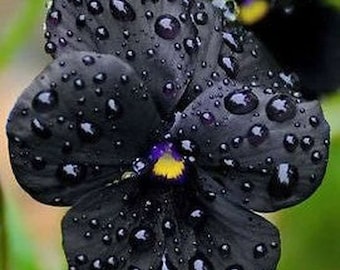 Pansy (Viola "Black Prince") - 25 seeds
