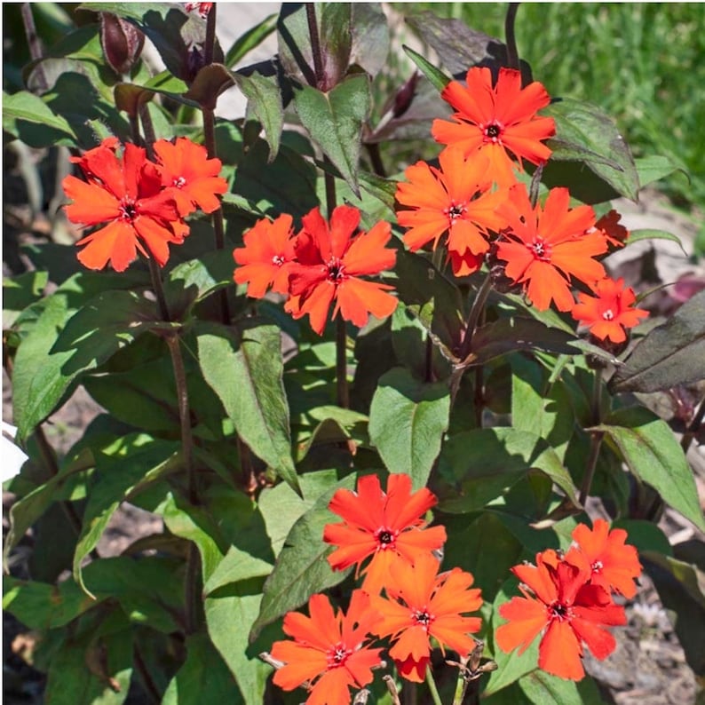 Lychnis Lychnis Arkwrightii Vesuvius 25 seeds image 3