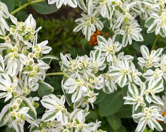 Snow on the Mountain (Euphorbia Marginata Early Snow) - 25 seeds