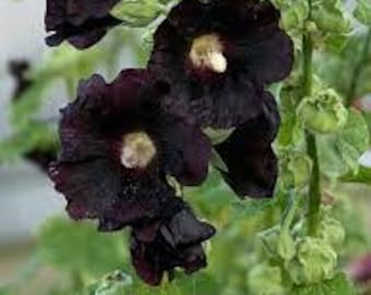 Hollyhock Black as Night (Alcea Rosea Black as Night) - 10 seeds