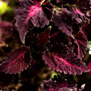 Coleus, Black Dragon - 20 seeds