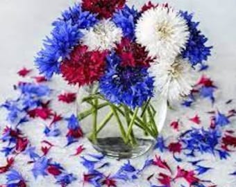 Fireworks Cornflower mix (Centaurea Cyanus Fireworks) - 25 seeds