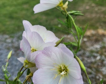 Pale Evening Primrose (Oenothera Pallida) - min 100 seeds