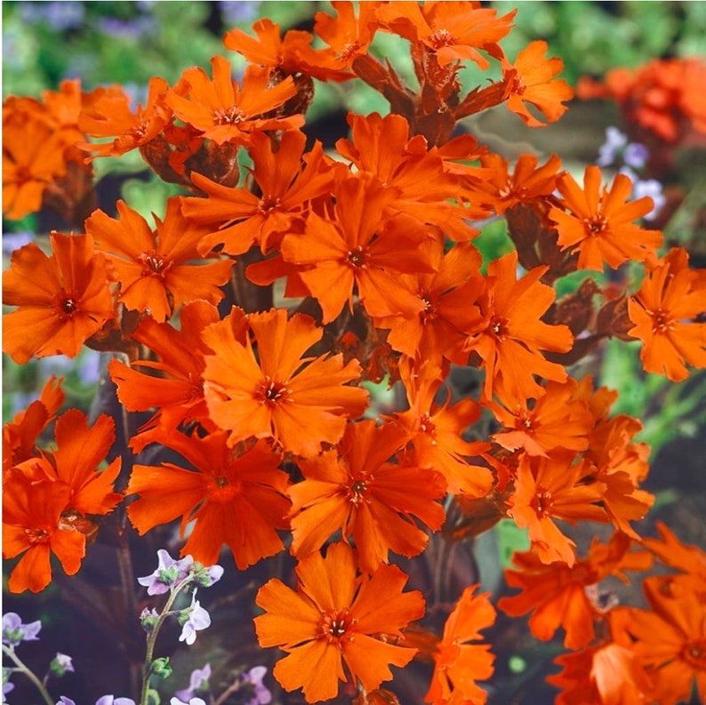 Lychnis Lychnis Arkwrightii Vesuvius 25 seeds image 1