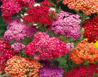 Yarrow (Achillea Millefolium Summer Berries Mix)  - 25 seeds