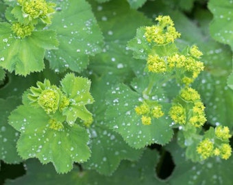 Lady's Mantle (Achemilla Mollis) - 25 seeds