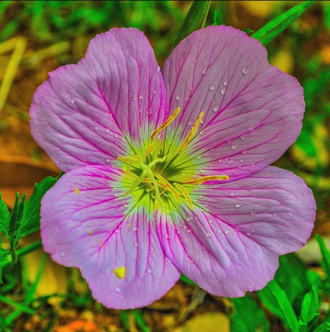 Pink Showy Evening Primrose (oenothera Speciosa) - Min 100 Seeds