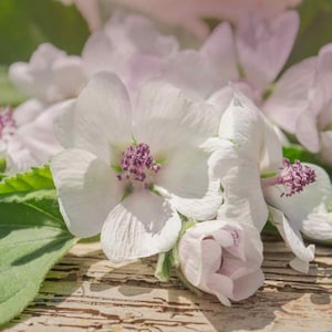 Marshmallow (Althaea officinalis) - 25 seeds