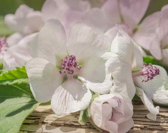 May include: Close-up of delicate white flowers with pink centres. The flowers are arranged on a light brown wooden surface.