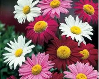 Perennial Chrysanthemum MIX (Chrysanthemum Coccineum Robinson's MIX) - 25 seeds