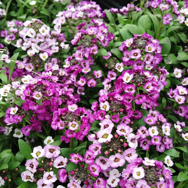 Lavender Mix Alyssum (Lobularia Maritima Clear Crystal Lavender Shades) - 50 seeds