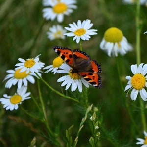 True German Chamomile seeds (matricaria recutita) - 50 seeds