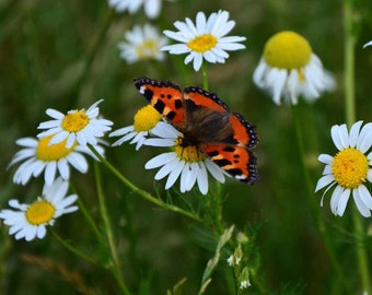 True German Chamomile seeds (matricaria recutita) - 50 seeds