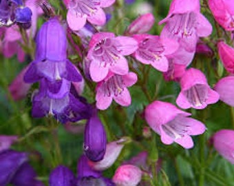 Mini Bells Penstemon (Penstemon Mexicali Miniature Bells) - 25 seeds