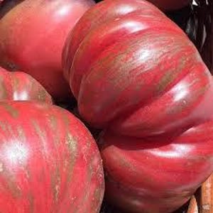 May include: Close-up of a large, red, ribbed tomato with a marbled pattern. The tomato has a deep red color with streaks of a lighter, golden hue.