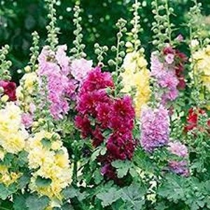 Dwarf (2-3ft) Perennial Double Bloom Hollyhock mix (Alcea Rosea Queeny Mix) - 10 seeds