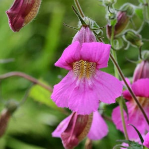 May include: A close-up of a pink flower with a yellow center. The flower has a unique shape, with a wide, open mouth and a narrow throat. The flower is surrounded by green leaves.