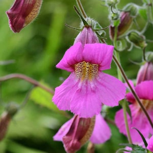 Chinese Foxglove (Rehmannia Angulata Rosy Purple) - 50 seeds