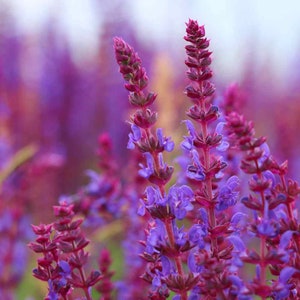 Sage (Salvia Officinalis) - 50 seeds