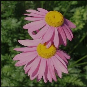 Perennial Pink Chrysanthemum (Chrysanthemum Coccineum Robinson&#39;s Rose) - 25 seeds