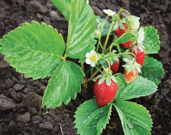 Wild Strawberry - Ruegen (Fragaria Vesca Ruegen) - 25 seeds