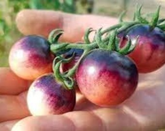 Organic Painted Pink Tomato - 15 seeds