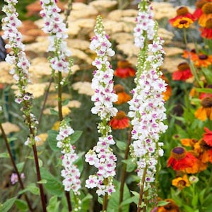 Verbascum / Mullein (&quot;dwarf&quot; chaixii Wedding Candles) - 50 seeds