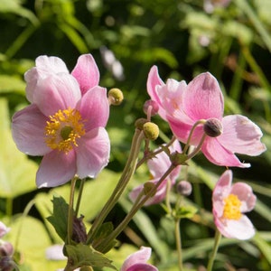 Anemone (Anemone Hupehensis Japonica) - 20 seeds