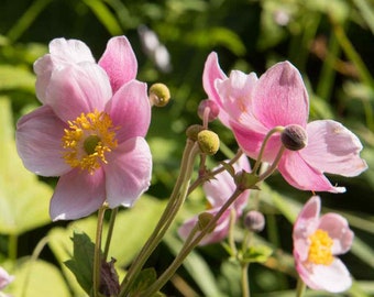 Anemone (Anemone Hupehensis Japonica) - 20 seeds