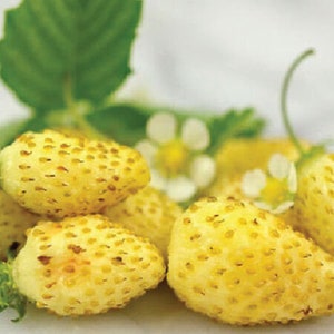 Yellow Wonder Strawberry (Fragaria vesca &#39;Yellow Wonder&#39;) - 25 seeds