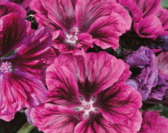 Mid-height (4ft) Perennial Hollyhock (malva sylvestris Bibor Felho) - 10 seeds