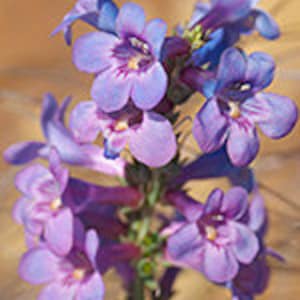 Penstemon Angustifolius Narrow-leaved Beardtongue - 25 seeds