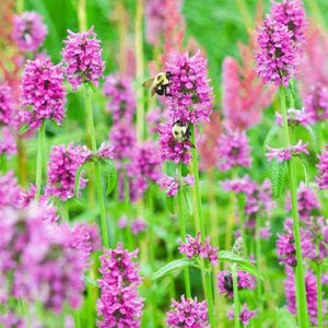 May include: A field of pink flowers with green stems and leaves. Two bees are pollinating the flowers.