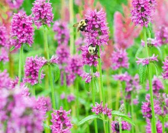 Betony (Stachys Officinalis) - 25 seeds