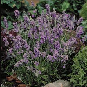 May include: A close-up of a lavender plant in bloom with purple flowers. The plant is growing in a garden setting with green foliage and rocks.