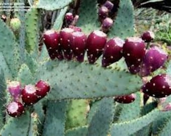Cow Tongue Prickly Pear seeds (opuntia lindheimeri / linguiformis) - 15 seeds