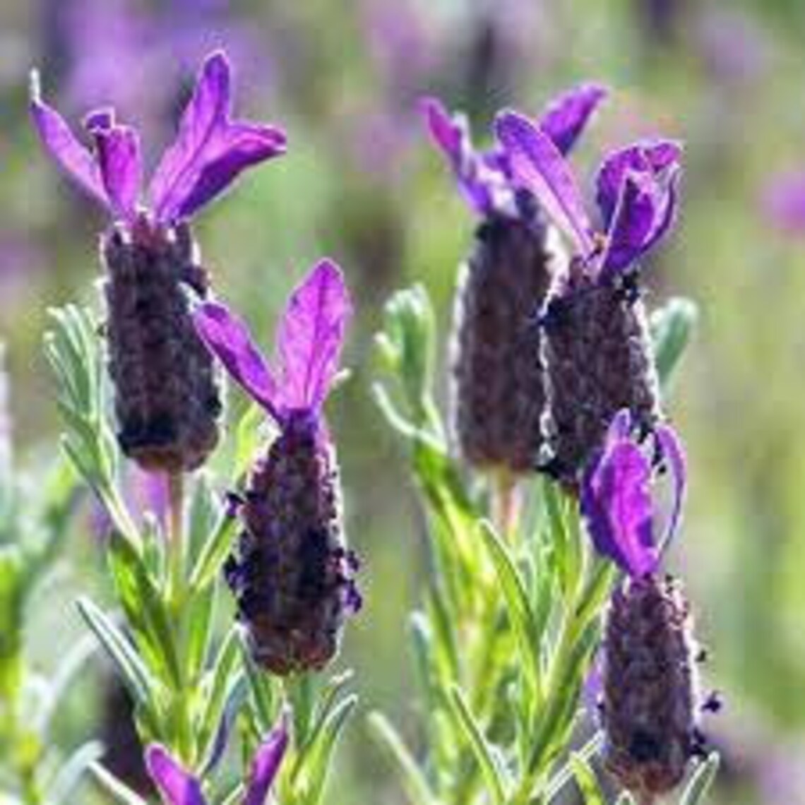 Bandera Deep Purple Lavender (lavandula Stoechas 