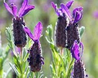 Bandera Deep Purple Lavender (Lavandula stoechas "Bandera Deep Purple") - 20 seeds