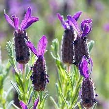 Bandera Deep Purple Lavender (lavandula Stoechas 