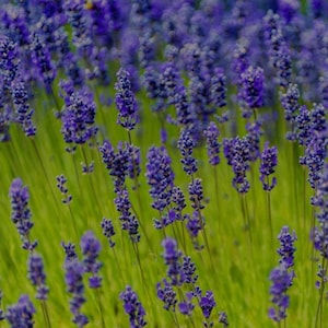Lavender Munstead (Lavandula Angustifolia Munstead) - 50 seeds
