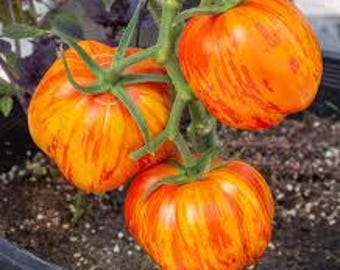 Organic Get Stuffed Tomato - 20 seeds