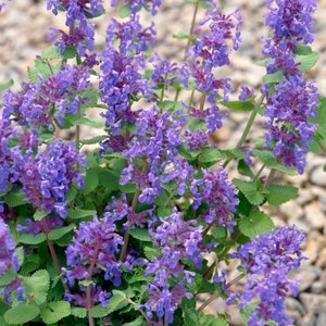 May include: A close-up of a cluster of purple flowers with green leaves. The flowers are in bloom and have a delicate, fragrant scent.