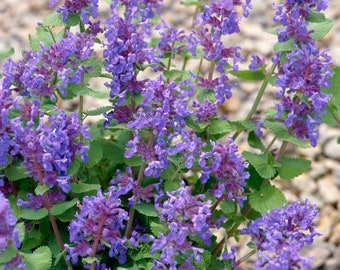 Lemon Catnip (Nepeta Cataria 'Citriodora') - 50 seeds