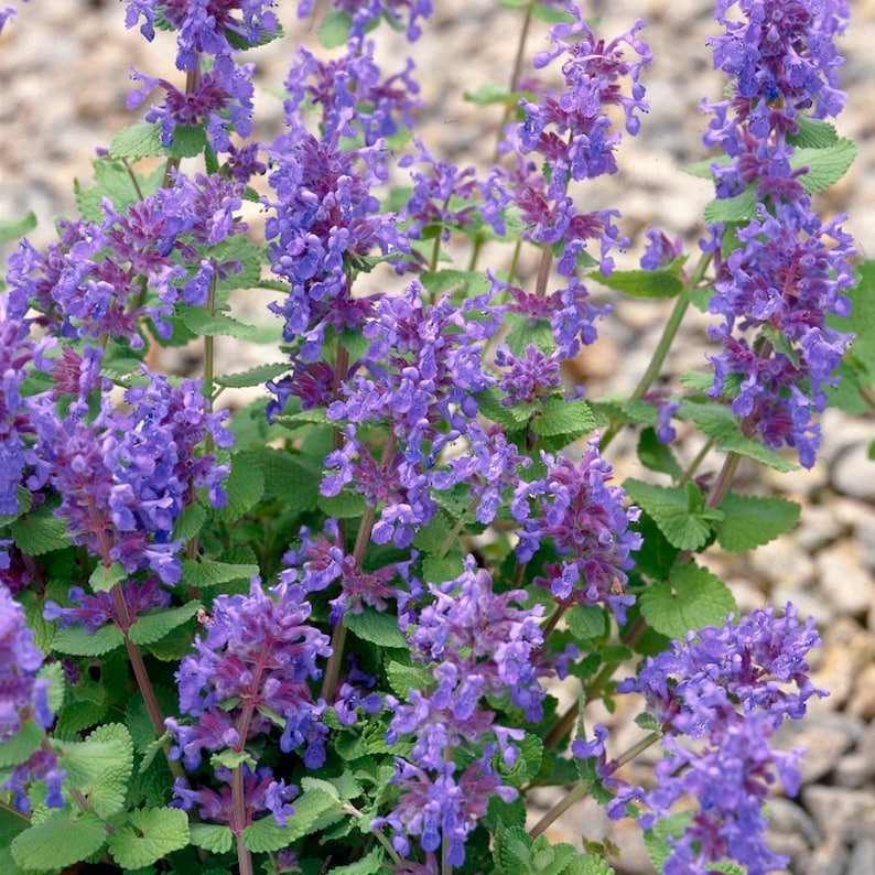 May include: A close-up of a cluster of purple flowers with green leaves. The flowers are in bloom and have a delicate, fragrant scent.