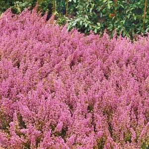 Heap Of Pink Heather Flower (calluna Vulgaris, Erica, Ling) On